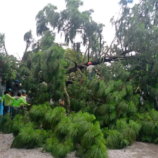 La caída del árbol no causó heridos. Foto: Municipalidad de Mixco.