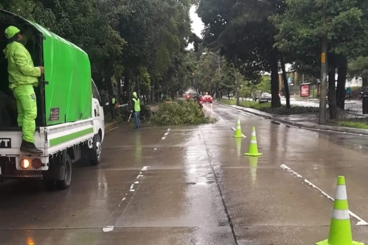 Trabajadores de la Municipalidad de Guatemala retiraron el árbol que cayó en Avenida Reforma. Foto: PMT.