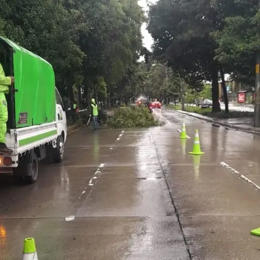 Trabajadores de la Municipalidad de Guatemala retiraron el árbol que cayó en Avenida Reforma. Foto: PMT.