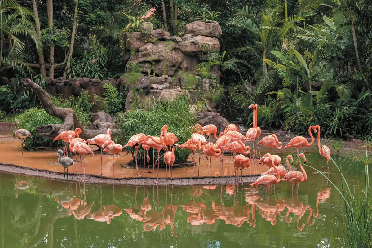 El Zoológico La Aurora anunció una actividad especial para resaltar a los flamencos. Foto: Zoológico La Aurora. 