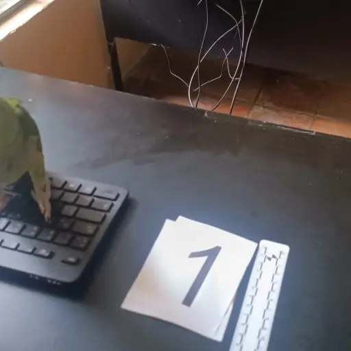 Los loros estaban a la venta en redes sociales de manera ilegal. Foto: MP.