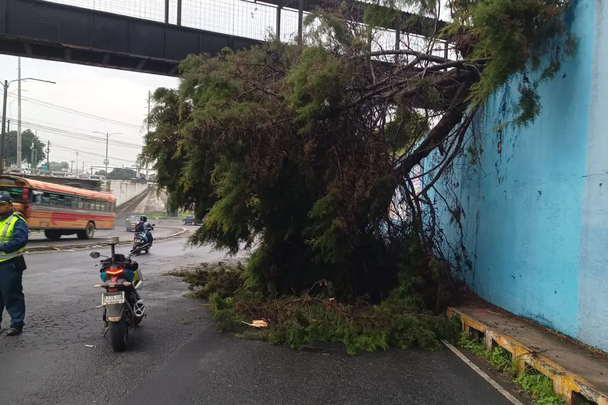 Este es el árbol que cayó sobre la ruta hacia El Tunel, Villa Nueva. Foto: PMT de Villa Nueva.