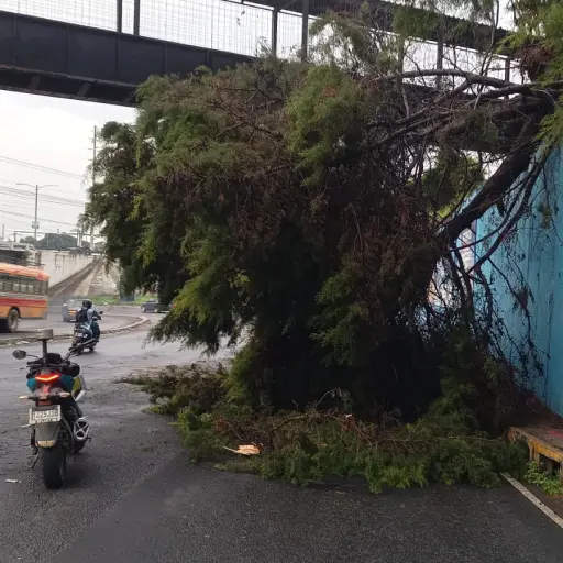 Este es el árbol que cayó sobre la ruta hacia El Tunel, Villa Nueva. Foto: PMT de Villa Nueva.