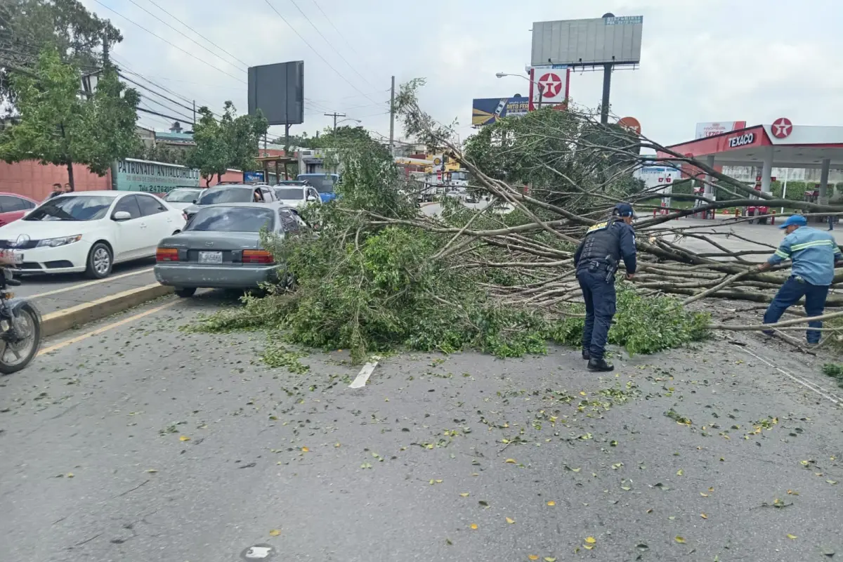 El árbol que cayó en la Avenida Petapa y 23 calle fue removido con éxito. Foto: Amílcar Montejo.