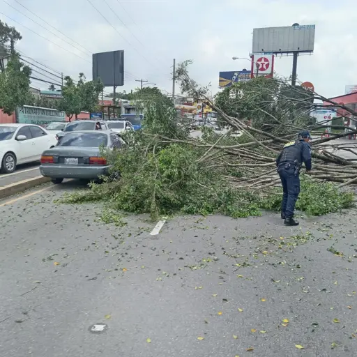 El árbol que cayó en la Avenida Petapa y 23 calle fue removido con éxito. Foto: Amílcar Montejo.