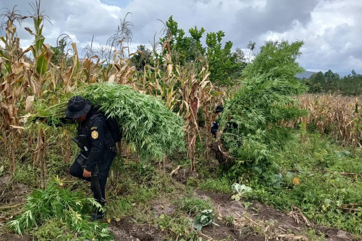 El sembradío de droga localizado en Totonicapán estaba al lado de una plantación de maíz. Foto: PNC.