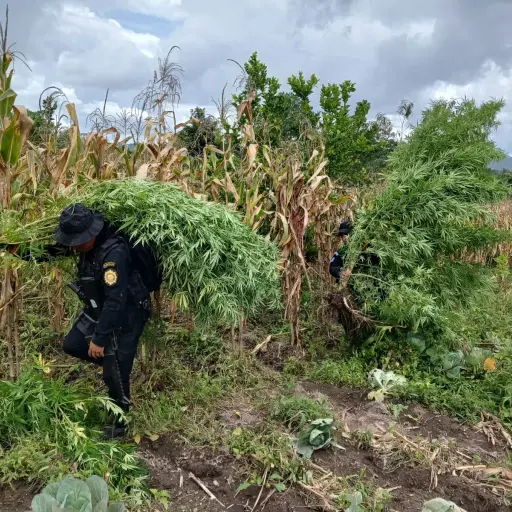 El sembradío de droga localizado en Totonicapán estaba al lado de una plantación de maíz. Foto: PNC.