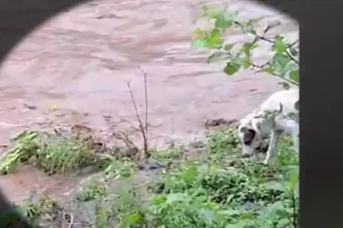 verdad-video-cocodrilo-devorando-perro, 