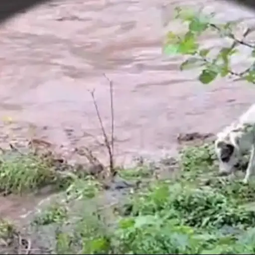 verdad-video-cocodrilo-devorando-perro ,