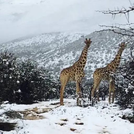 Foto: X/Kitty Viljoen