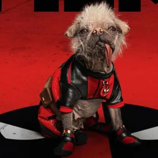 Foto: redes sociales oficiales de Dogpool