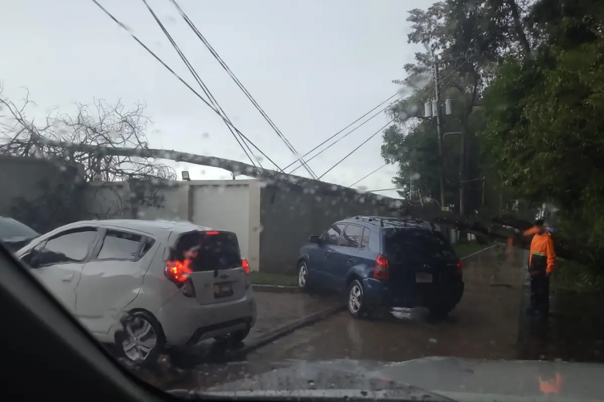 El colapso de un árbol causó complicaciones en el km. 26.6 de la ruta a Santa Elena Barillas, Villa Canales. ?: Conred.