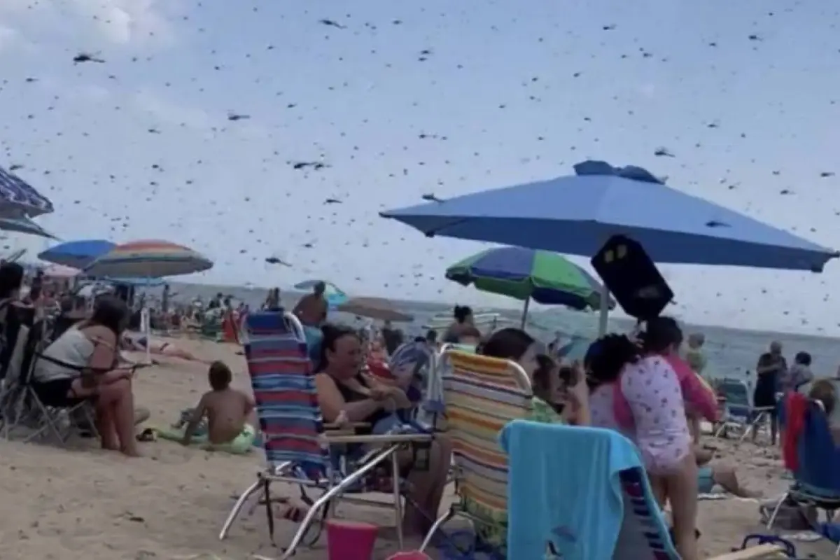 enormes-libelulas-invaden-una-playa, 