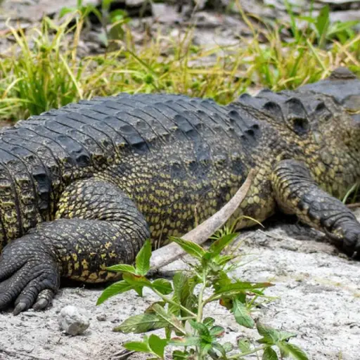 Foto: Parque Nacional Yaxha Nakum Naranjo.