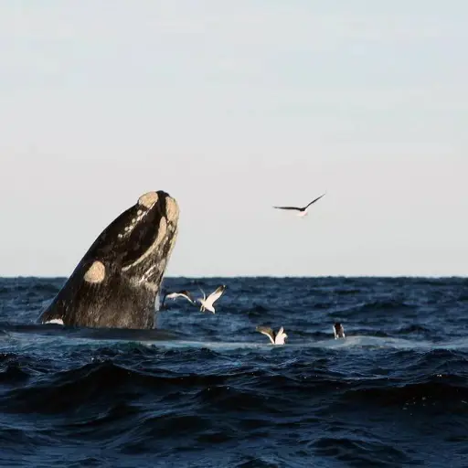 Ballena imagen ilustrativa ,