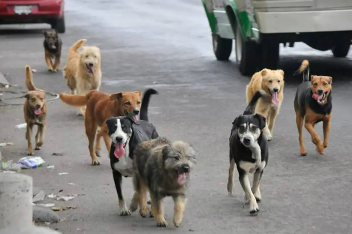 perros-callejeros.jpg, 