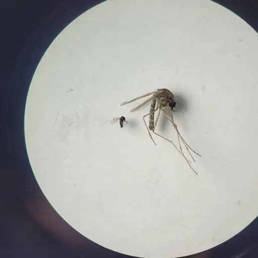 La OPS llamó a reducir las poblaciones de mosquitos y otros insectos transmisores y educar a la población. Foto: OPS.