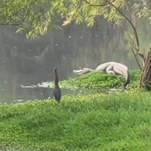 cocodrilos-amatitlan-2024 ,