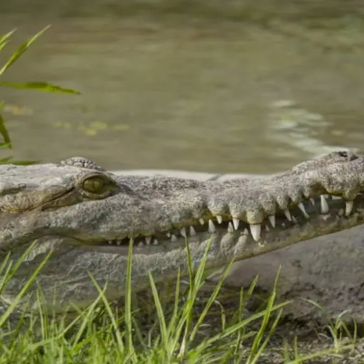 conap-cocodrilo-residencial-de-amatitlan ,