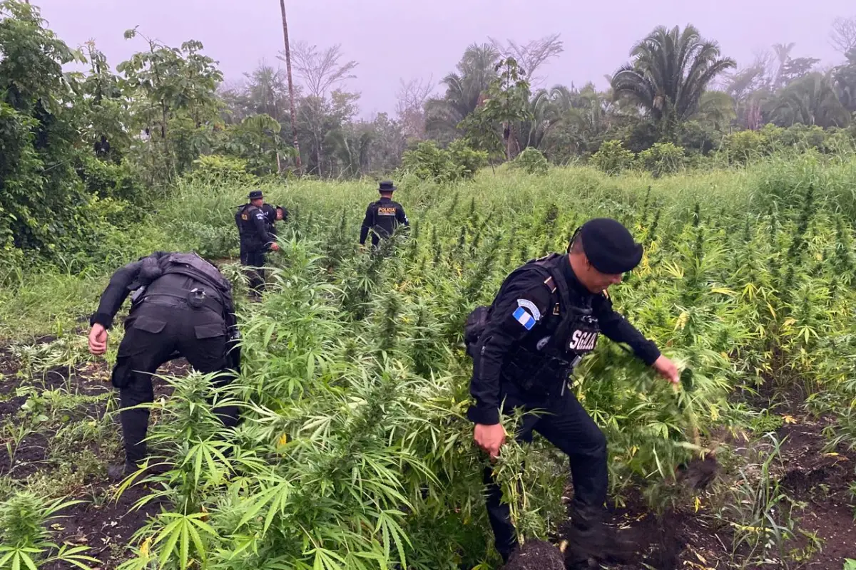 La droga fue incinerada en el mismo terreno donde fue localizada. Foto: PNC.