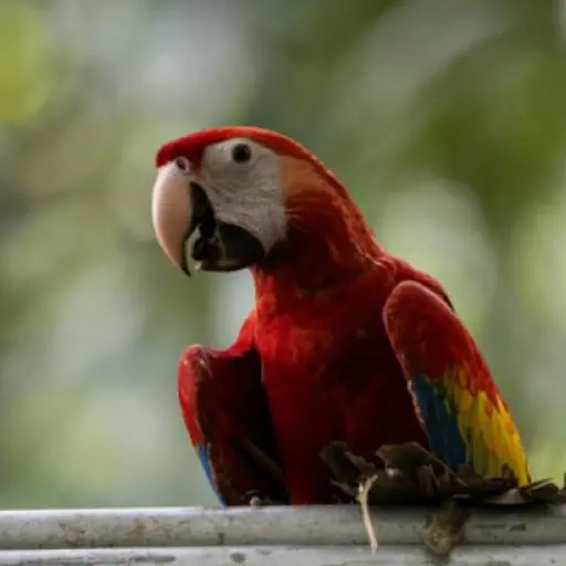 Fotografía de una guacamaya roja, criada en cautiverio, en la selva maya de Laguna del Tigre (Guatemala). Foto: EFE