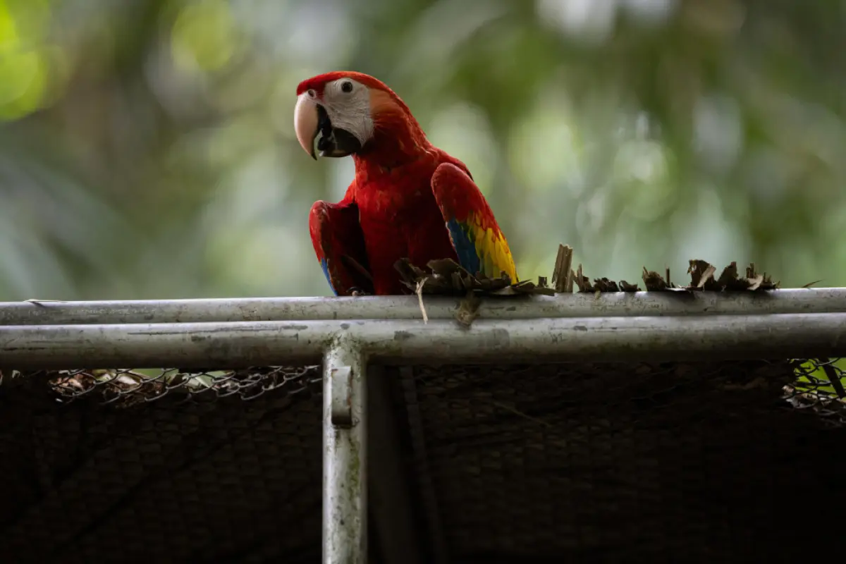 liberacion-guacamayas-guatemala-emisoras-unidas21.jpg, 