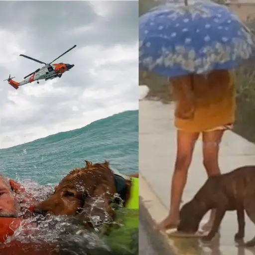 rescates-perros-huracanes-helene-john ,