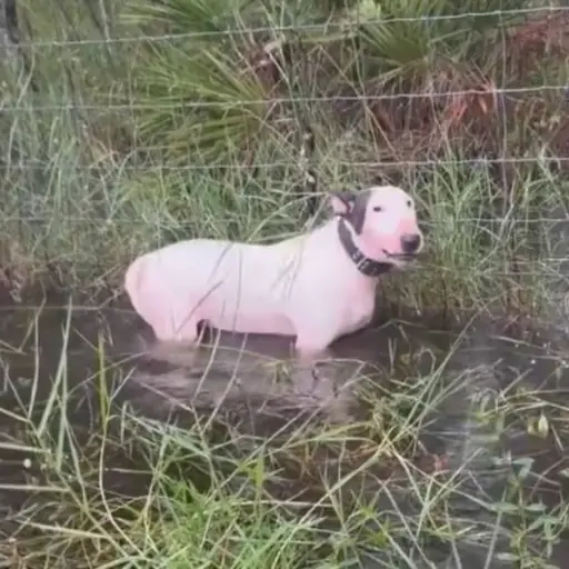 Captura de pantalla de la red social X / FHP Tampa