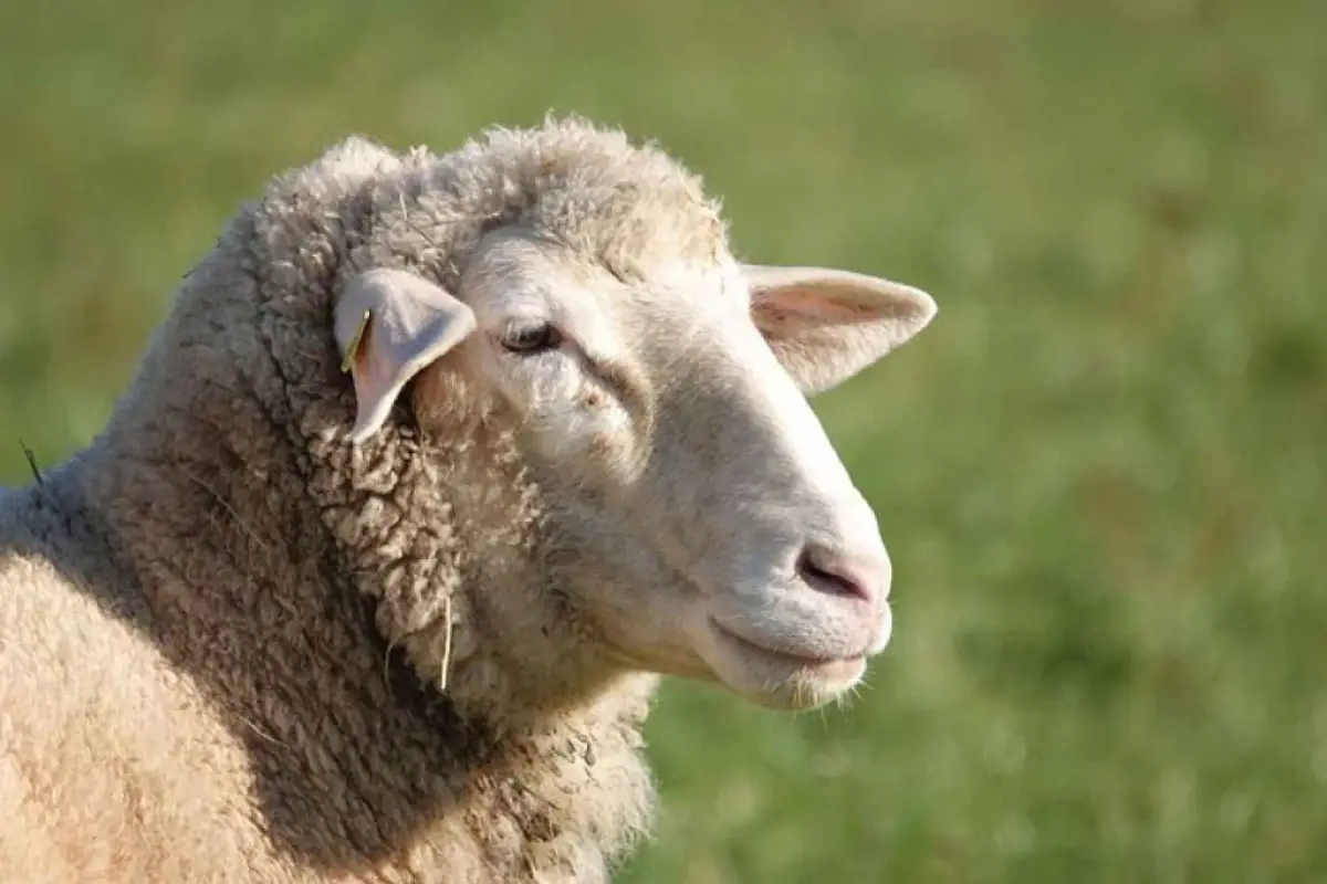 casos-de-ovejas-y-cabras-con-la-lengua-azul, 