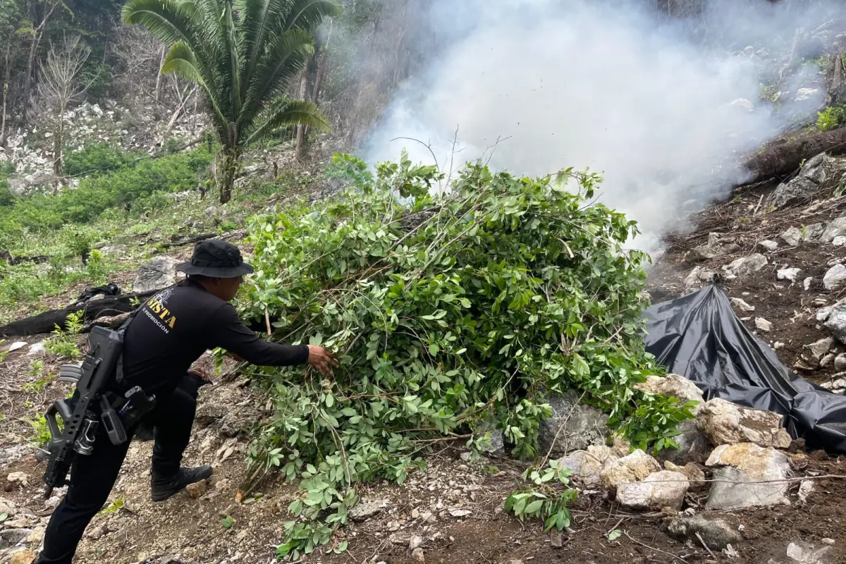 La PNC incineró plantaciones de droga por más de Q7 millones. Foto: PNC. 