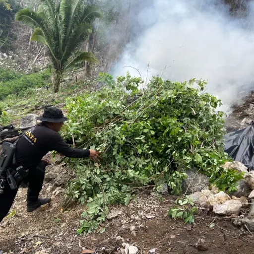 La PNC incineró plantaciones de droga por más de Q7 millones. Foto: PNC. 