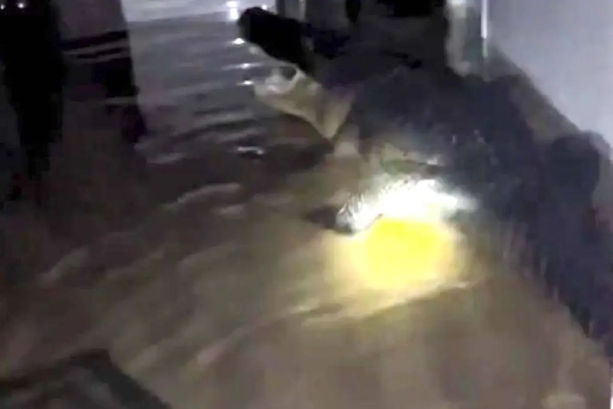 Captura de pantalla video de TikTok.