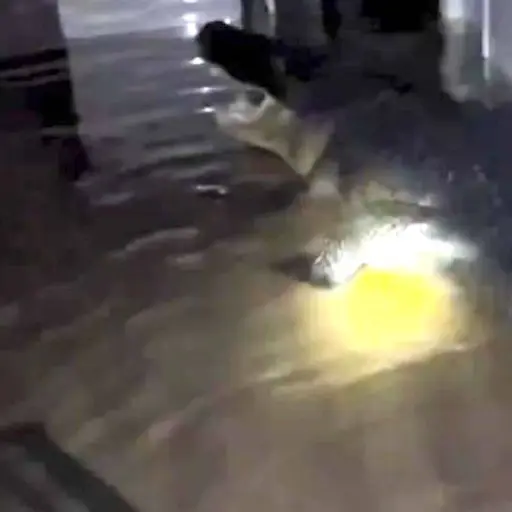 Captura de pantalla video de TikTok.