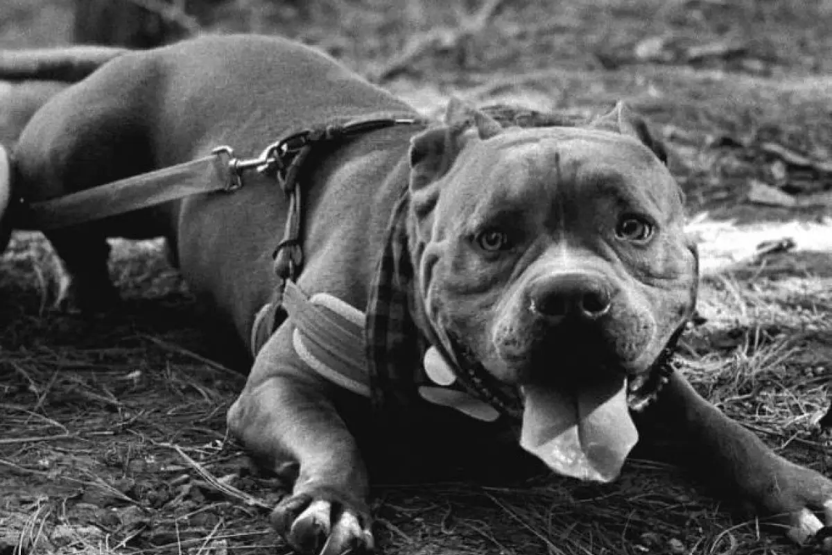 Foto: Instagram Patitas en acción