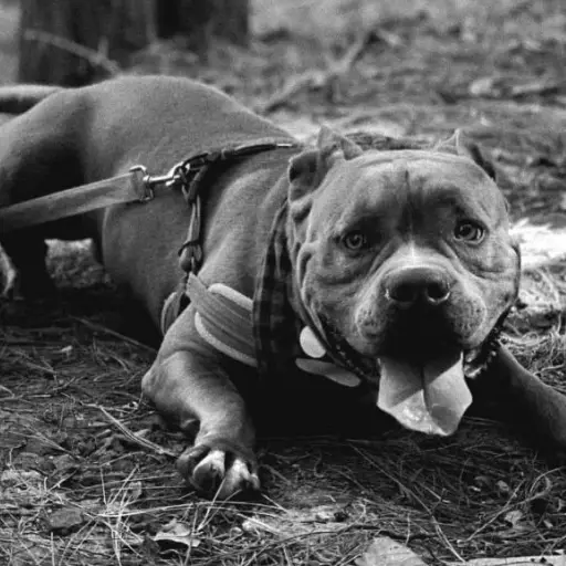Foto: Instagram Patitas en acción