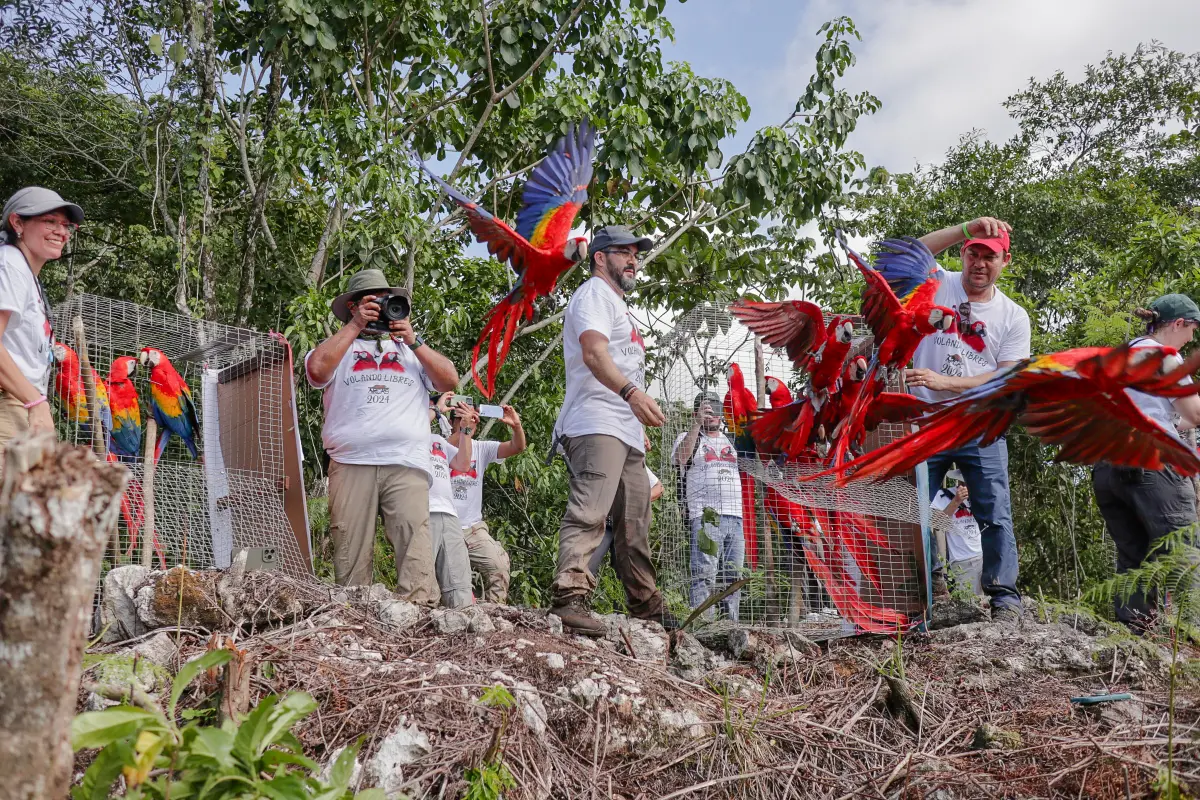 El 19 de septiembre pasado el Conap participó en la liberación de 19 guacamayas en la Sierra del Lacandón. Foto: Conap. 