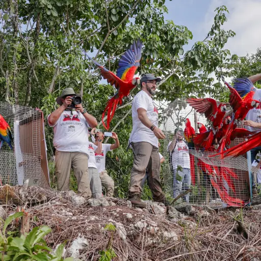 El 19 de septiembre pasado el Conap participó en la liberación de 19 guacamayas en la Sierra del Lacandón. Foto: Conap. 