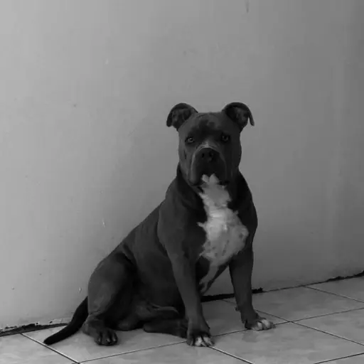 mujer-se-pronuncia-tras-apunalar-a-perro-villa-nueva ,