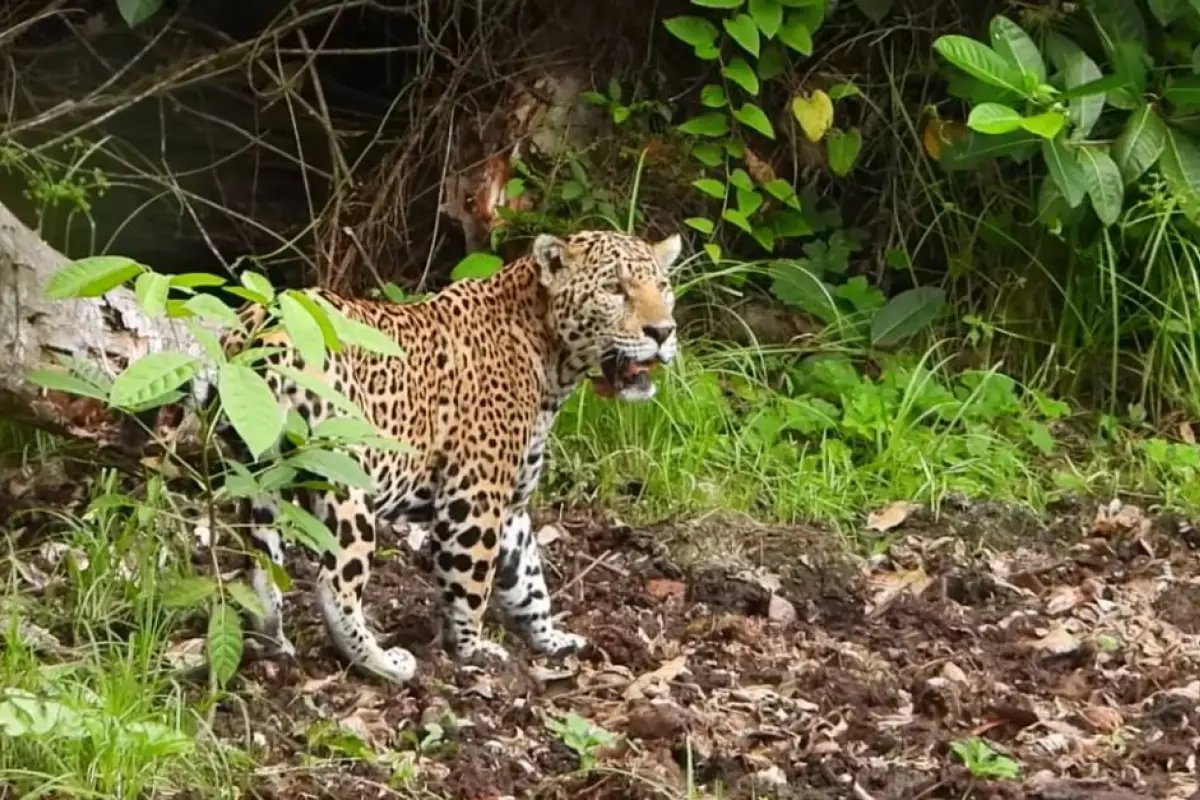 Captura de pantalla video de Francisco Asturias/Facebook.