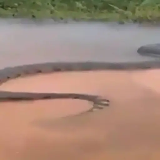 hombre-atacado-anaconda-brasil ,