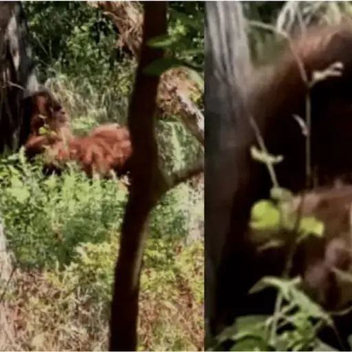 captan-en-video-a-supuesto-pie-grande ,