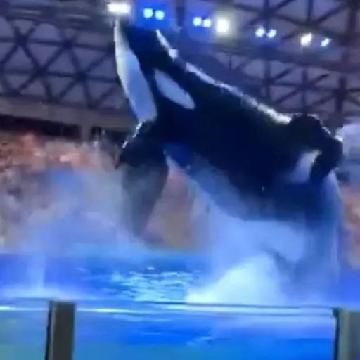 orca-defeca--y-lanza-sus-heces-al-publico ,