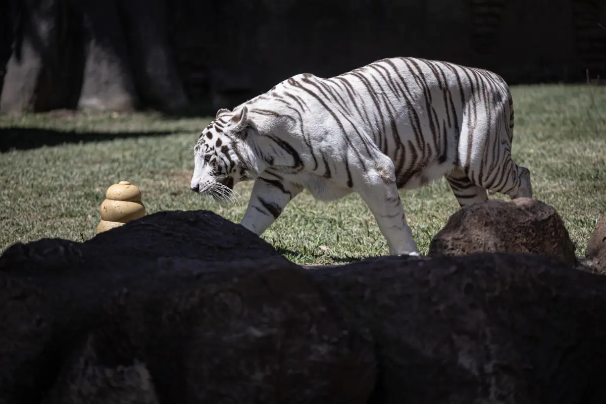 La tigresa de bengala Romina camina en el nuevo recinto del zoológico La Aurora. Foto: EFE