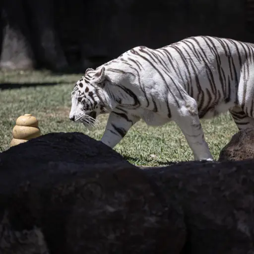 La tigresa de bengala Romina camina en el nuevo recinto del zoológico La Aurora. Foto: EFE