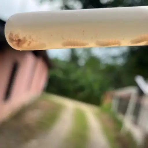 Guatemala ha confirmado nueve casos de gusano barrenador del ganado. Foto: EFE