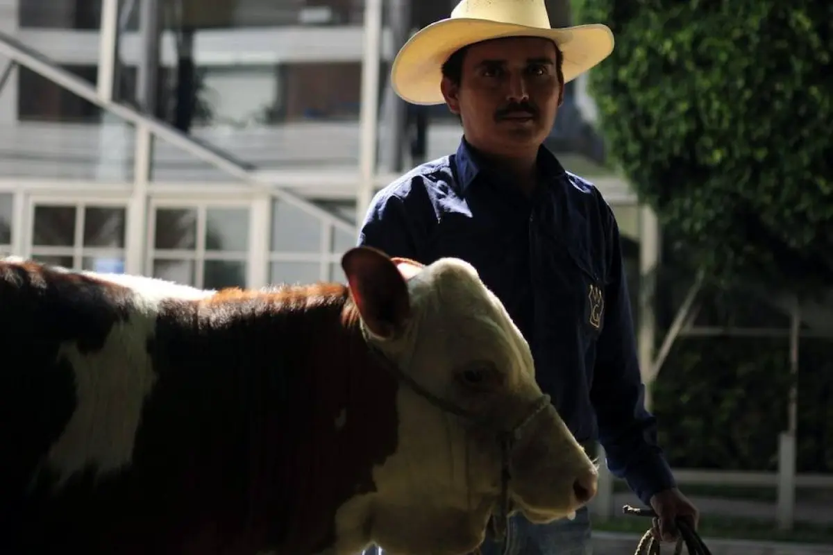 Imagen de archivo de un ganadero con un ejemplar bovino en Ciudad de Guatemala. Foto: EFE