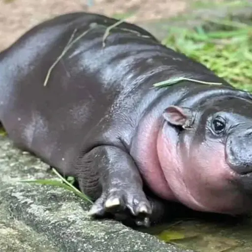 Bebé hipopótamo Elecciones Estados Unidos ,