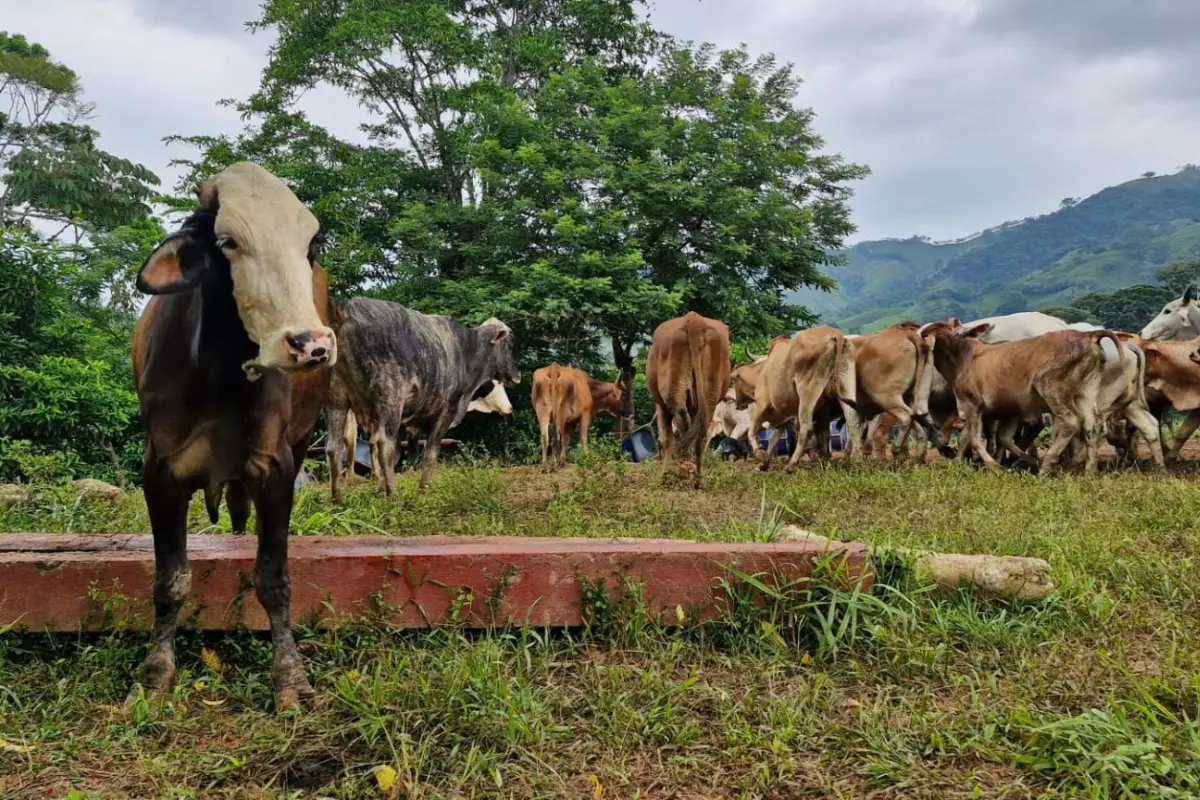 gusano-barrenador-ganado-emisoras-unidas2.jpg, 