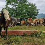 Centroamérica y México revisan protocolos regionales para el control del gusano barrenadort
