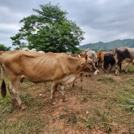 Foto: Ministerio de Agricultura